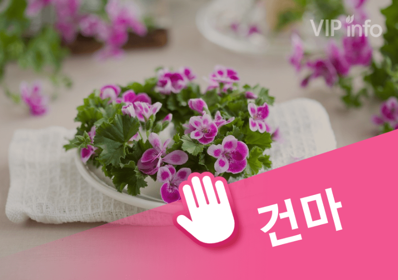 강서시즌테라피